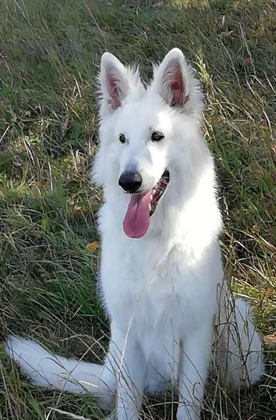 Weißer Schweizer Schäferhund-Beitrag-Bild