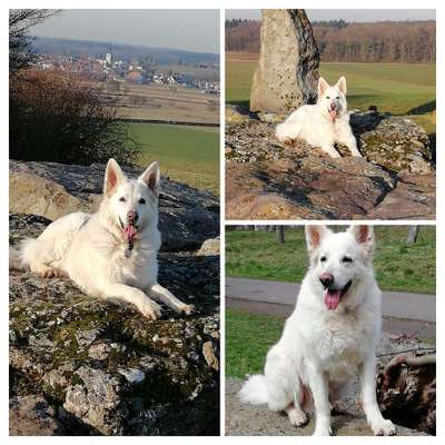 31. Collagen Challenge - Bänke/ Steine /Baumstümpfe-Beitrag-Bild