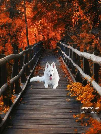 Photomontagen mit Hund-Beitrag-Bild