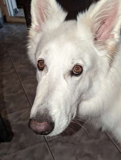 25. Farben Fotochallenge ,,Bernstein"-Beitrag-Bild