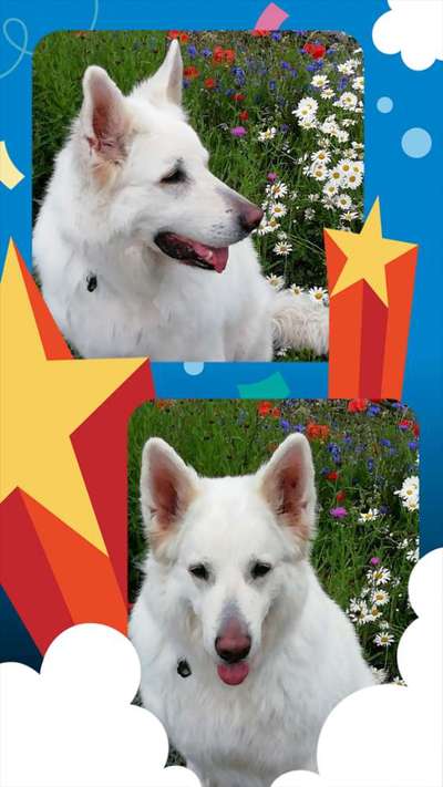 27. Collagen Challenge - Dein Hund mit Blume(n)-Beitrag-Bild