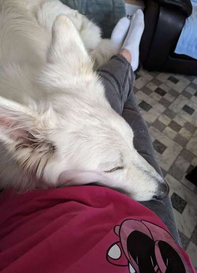 85. Foto Challenge : Schosshund-Beitrag-Bild