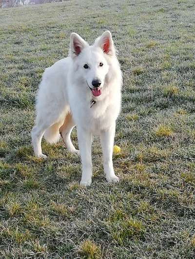 Deutsche Schäferhunde, Belgische Schäferhunde.-Beitrag-Bild