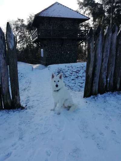 24. Collage-Challenge  *Hund im Schnee*-Beitrag-Bild