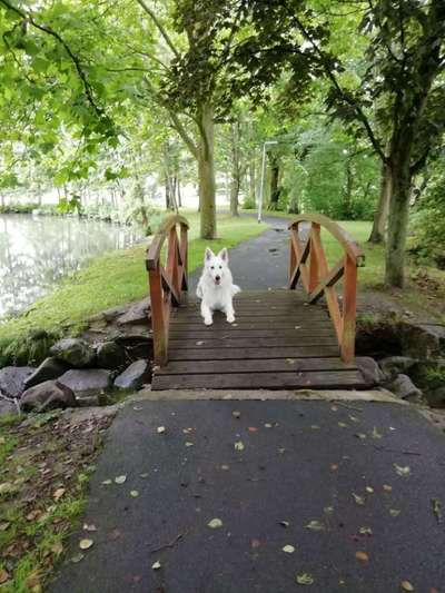 Foto Challenge Thema "Brücke"-Beitrag-Bild