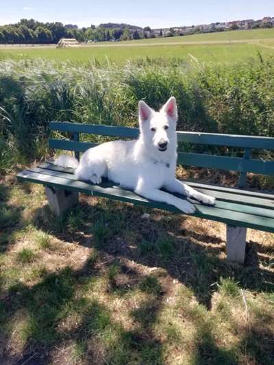 36. Handy Foto Challenge - Sonnenanbeter-Beitrag-Bild