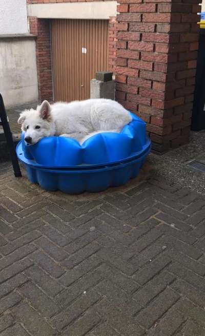 Zeigt euren Hund wo er was lustiges macht als Welpe-Beitrag-Bild