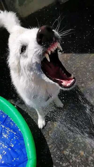 Fotowettbewerb ,,mein gruseliger Hund"-Beitrag-Bild