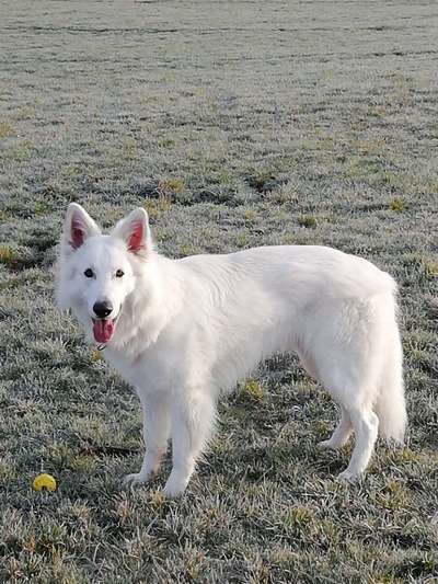 Alles rund um den Schäferhund, diskutieren erwünscht.-Beitrag-Bild