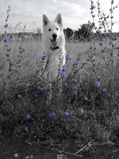 6. Farben Foto Challenge: "ColourKey Effekt"-Beitrag-Bild