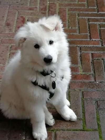 Alles rund um den Schäferhund, diskutieren erwünscht.-Beitrag-Bild