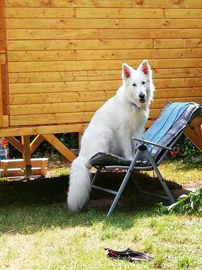 Weißer Schweizer Schäferhund-Beitrag-Bild