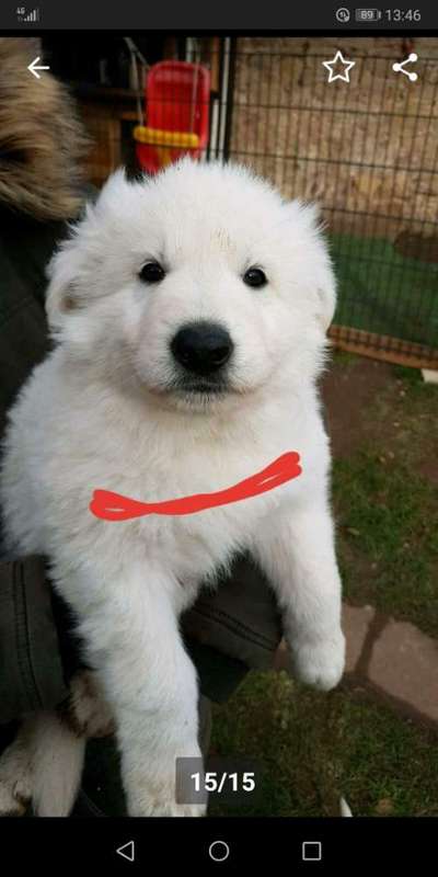 Alles rund um den Schäferhund, diskutieren erwünscht.-Beitrag-Bild