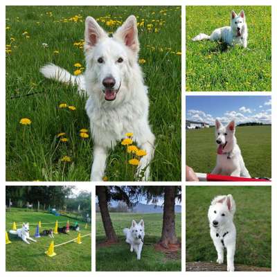 39. Collagen Challenge - Dein Hund auf einer Wiese-Beitrag-Bild