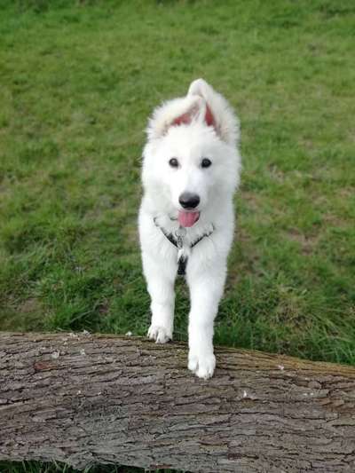 Welpen Bilder !-Beitrag-Bild