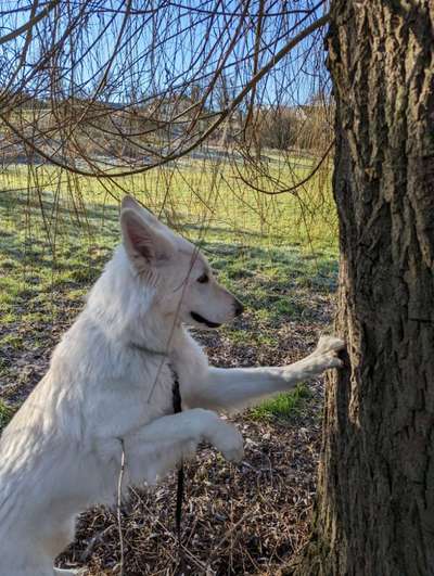 Handy Foto Challenge Nr. 49: Mein Freund der Baum-Beitrag-Bild