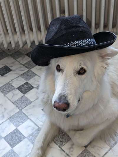 Dogorama Photo Challenge - Festliches Accessoires-Beitrag-Bild