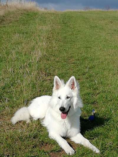 Rassen und ihre Eigenschaften-Beitrag-Bild