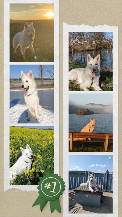 52. Collagenchallenge: Dein Hund im Sonnenschein-Beitrag-Bild