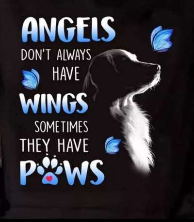 Hundesprüche-Beitrag-Bild