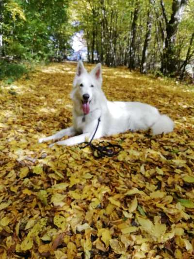 Herbst Bilder-Beitrag-Bild