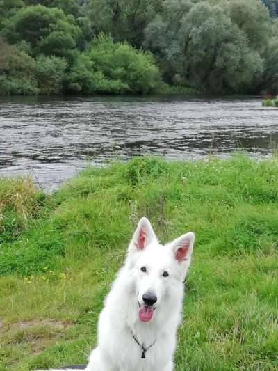 Die Dogorama Wochen Challenge-Beitrag-Bild