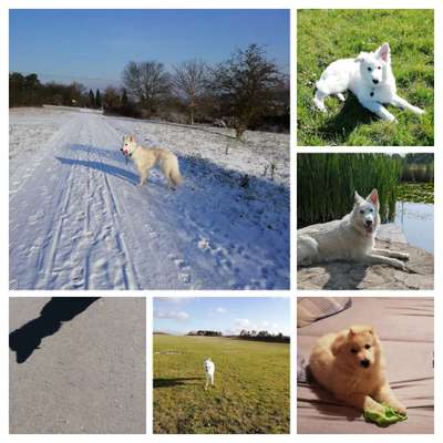 43. Collage Challenge - Schattenspiele-Beitrag-Bild