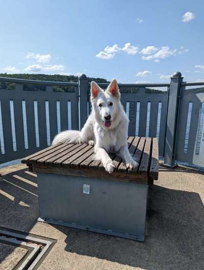 Handy Fotochallenge Nr. 52: Dein Hund mit blauem Himmel-Beitrag-Bild