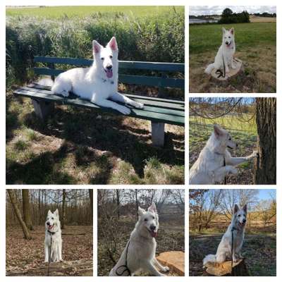 31. Collagen Challenge - Bänke/ Steine /Baumstümpfe-Beitrag-Bild