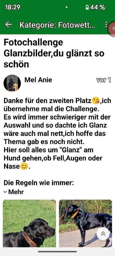 Fotochallenge sabbernder Hund-Beitrag-Bild