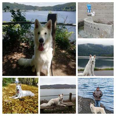 29. Collagen Challenge - Wandern mit Hund-Beitrag-Bild