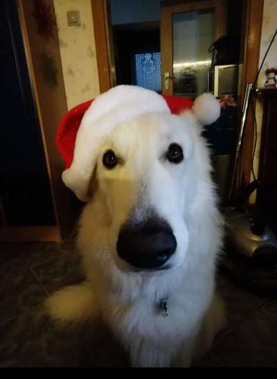 It's beginning to look a lot like.....-Beitrag-Bild