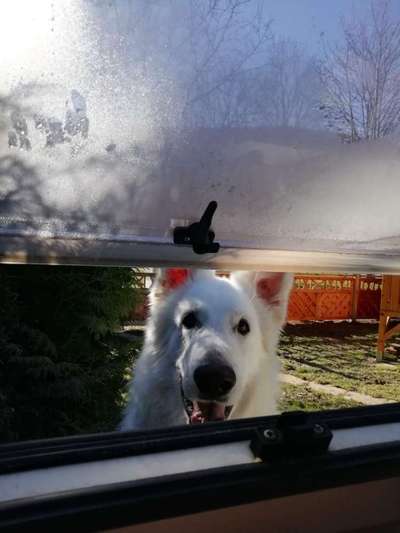 Dogorama Photo Challenge - Durchblick-Beitrag-Bild