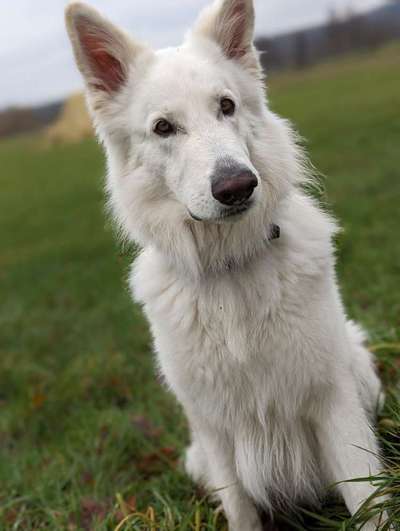 Welchen Hund hast du?-Beitrag-Bild