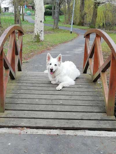 Foto Challenge Thema "Brücke"-Beitrag-Bild