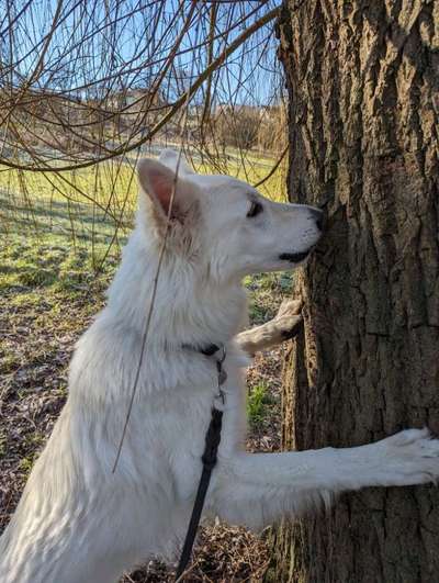 Dogorama Photo Challenge - Mein Holz und ich-Beitrag-Bild