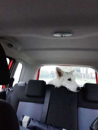 Foto Challenge Thema "Hunde im Auto"-Beitrag-Bild