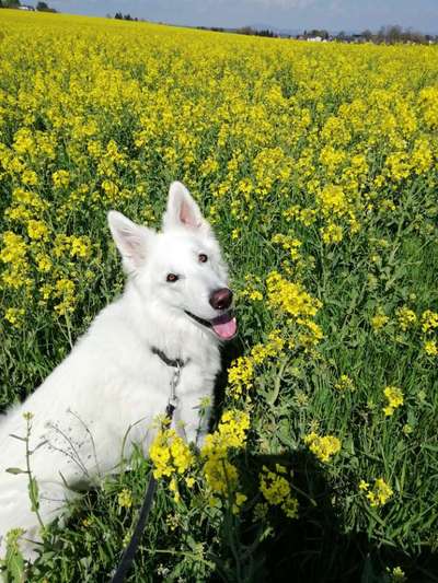 Weisse Schäferhunde-Beitrag-Bild