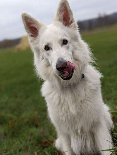 20. Collagen Challenge - "Lustige Schnappschüsse"-Beitrag-Bild