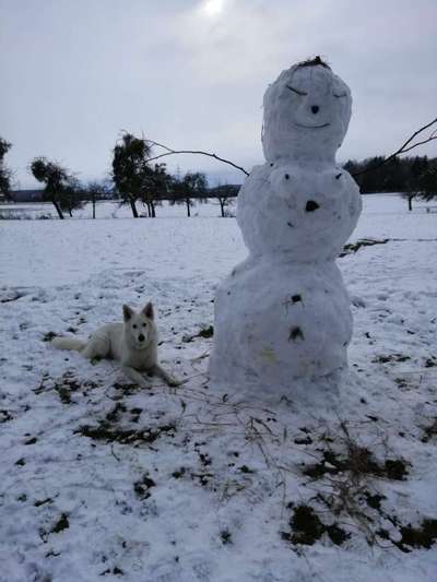 24. Collage-Challenge  *Hund im Schnee*-Beitrag-Bild