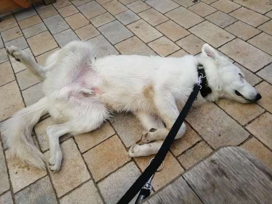 Dogorama Photo Challenge - Zeigt her eure Bäuche-Beitrag-Bild