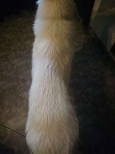 Der Gewichts-Thread-Beitrag-Bild