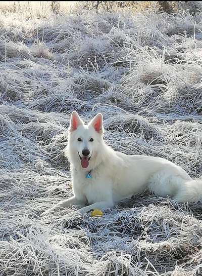 Dogorama Photo Challenge - Winterstimmung-Beitrag-Bild