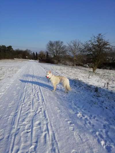 24. Collage-Challenge  *Hund im Schnee*-Beitrag-Bild