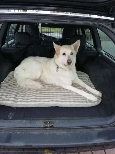 Foto Challenge Thema "Hunde im Auto"-Beitrag-Bild