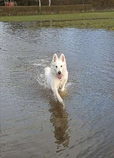 Dogorama Photo Challenge - Hunde in Action-Beitrag-Bild