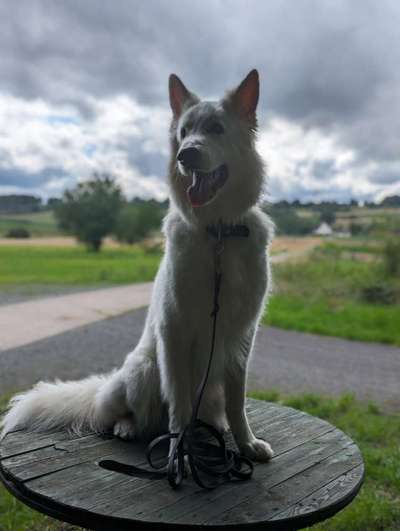 156. Fotochallenge *** DEIN HUND UND DIE WUNDERSCHÖNEN WOLKEN ***-Beitrag-Bild
