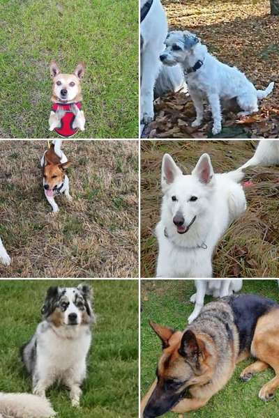 40.Collagen Challenge - Hundefreunde-Beitrag-Bild