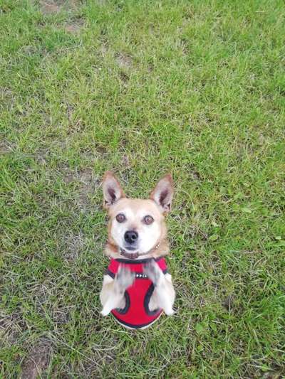 Fotochallenge - fremde Hunde-Beitrag-Bild