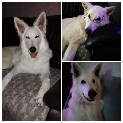 Zeige den lustigsten Blick deines Hundes-Beitrag-Bild